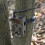 Hunting Trail Camera 18