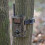 Hunting Trail Camera 6
