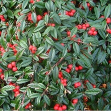 COTONEASTER Repens. Low-growing, evergreen.