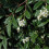 COTONEASTER Repens. Low-growing, evergreen. 2