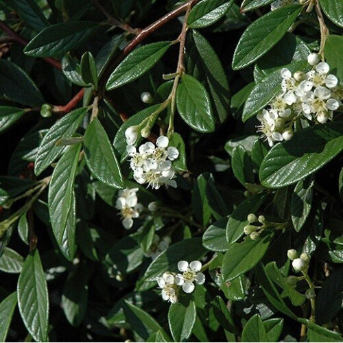 COTONEASTER Repens. Low-growing, evergreen. 1