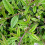 COTONEASTER Repens. Low-growing, evergreen. 3