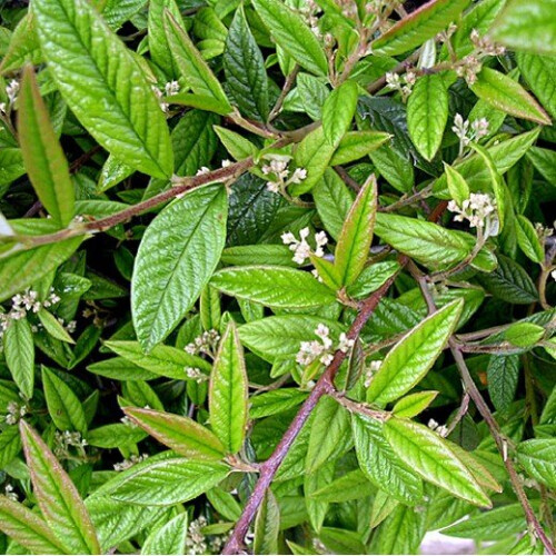 COTONEASTER Repens. Low-growing, evergreen. 2