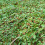 COTONEASTER Repens. Low-growing, evergreen. 4