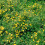 Potentilla Longacre. Also known as Cinquefoil. 3