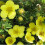 Potentilla Longacre. Also known as Cinquefoil. 1