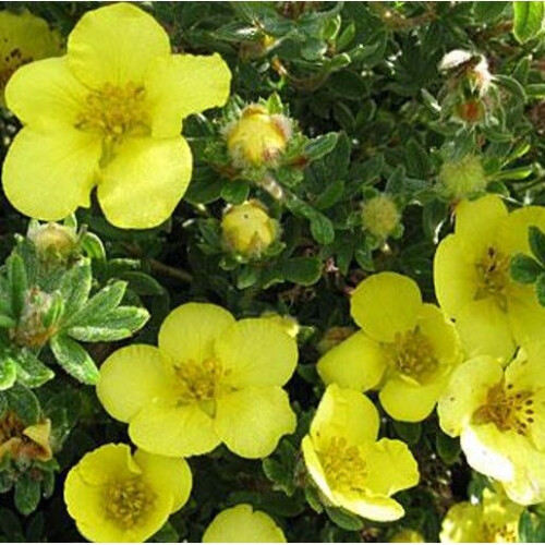 Potentilla Longacre. Also known as Cinquefoil.