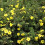 Potentilla Longacre. Also known as Cinquefoil. 2