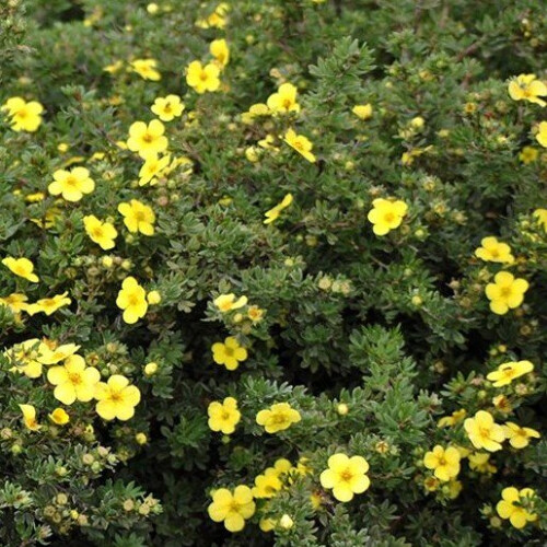 Potentilla Longacre. Also known as Cinquefoil. 1