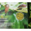 Nemaslug Slug Killer large pack 100sm 4