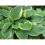 Nemaslug Slug Killer large pack 100sm 5