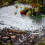 Garden Magic LAVA-LITE No Slugs, natural slug deterrent for plants, wildlife friendly (3 Litres) 6