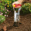 WOLF Garten Wolf Garten Magic Bulb Planter 3