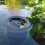 Oase AquaSkim 20 Pond Surface Skimmer 6