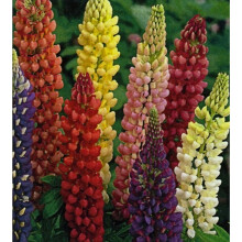 6 RUSSELL LUPINS 'SPECIAL MIXED' MEDIUM PLUG PLANTS - HARDY PERENNIAL