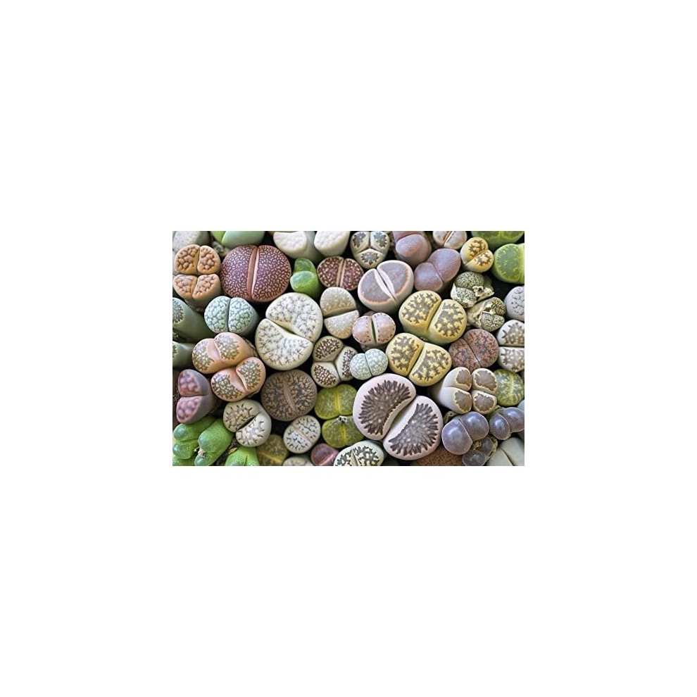 Lithops Mixed Seeds, Living Stones, Succulent