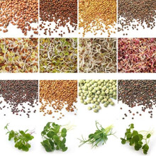 Organic Sprouting Microgreen Seeds- 8 Variety Starter Packs (310g) with Broccoli Calabrese, Alfalfa, Red Cabbage, Kale, Pea, Mung Bean, Radish, M