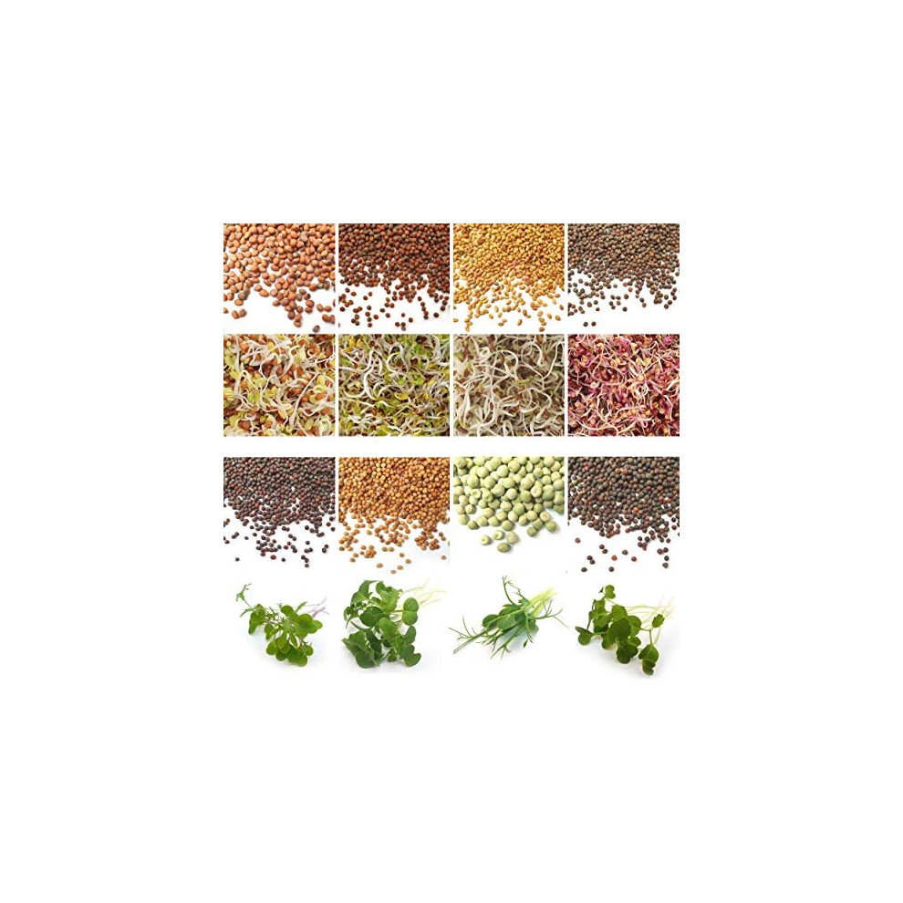 Verdant Republic Organic Sprouting Microgreen Seeds- 8 Variety Starter Packs (310G) With Broccoli Calabrese, Alfalfa, Cabbage, Kale, Pea, Mung Bean, Radish, M Red