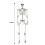 Living And Home 170cm Giant Life Size Human Skeleton Model Horror Bone Posable Halloween Decor 6