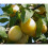 Prunus Mirabelle De Nancy Plum Fruit Tree 5-6ft Supplied in a 7.5 Litre Pot 1