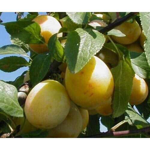 Prunus Mirabelle De Nancy Plum Fruit Tree 5-6ft Supplied in a 7.5 Litre Pot