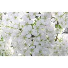 Prunus Brilliant White Dwarf Patio Flowering Cherry Tree 3-4ft Supplied in a 5 Litre Pot …