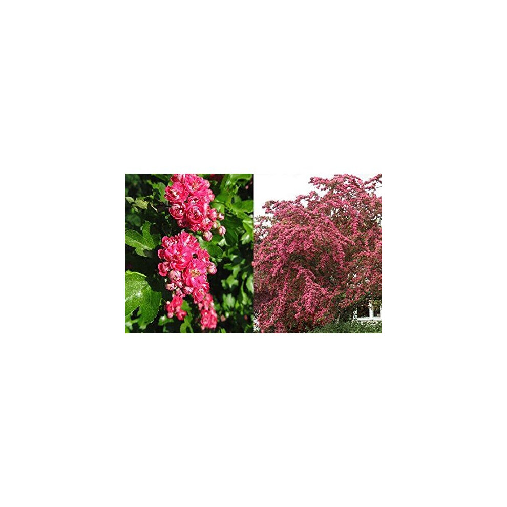 Crataegus Paul's Scarlet Tree 5-6ft Supplied in a 7.5 Litre Pot