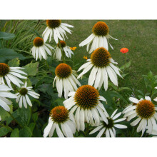 6 ECHINACEA PURPUREA 'WHITE SWAN' MEDIUM PLUG PLANTS - HARDY PERENNIAL