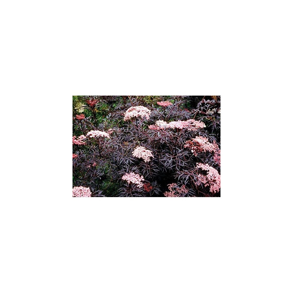 Sambucus Nigra Black Lace Shrub Attractive Acer Like Foliage Plant 3 Litre Pot