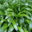 AGAPANTHUS Blue Storm. Blue African Lily. 4
