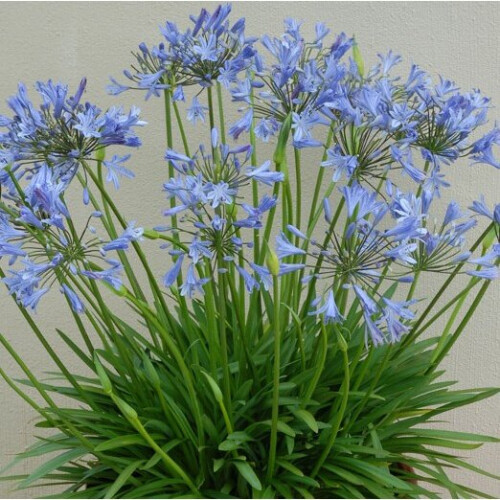 AGAPANTHUS Blue Storm. Blue African Lily.