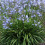 AGAPANTHUS Blue Storm. Blue African Lily. 2