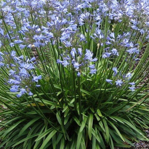 AGAPANTHUS Blue Storm. Blue African Lily. 1