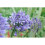 AGAPANTHUS Blue Storm. Blue African Lily. 3