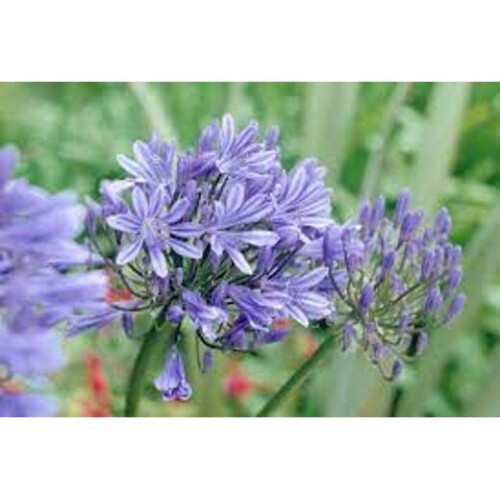 AGAPANTHUS Blue Storm. Blue African Lily. 2