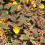 Hypericum TRICOLOR. Variagated Rose of Sharon. 1