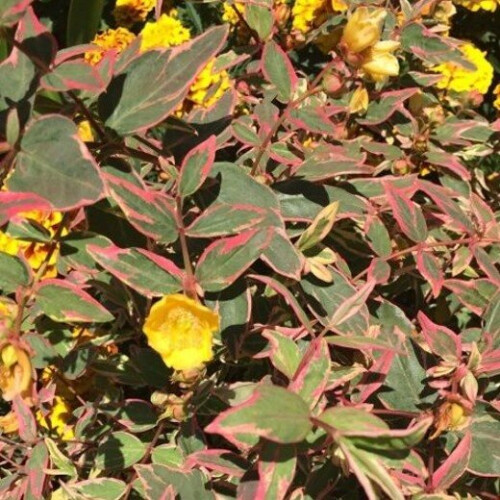 Hypericum TRICOLOR. Variagated Rose of Sharon.