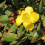 Hypericum TRICOLOR. Variagated Rose of Sharon. 2