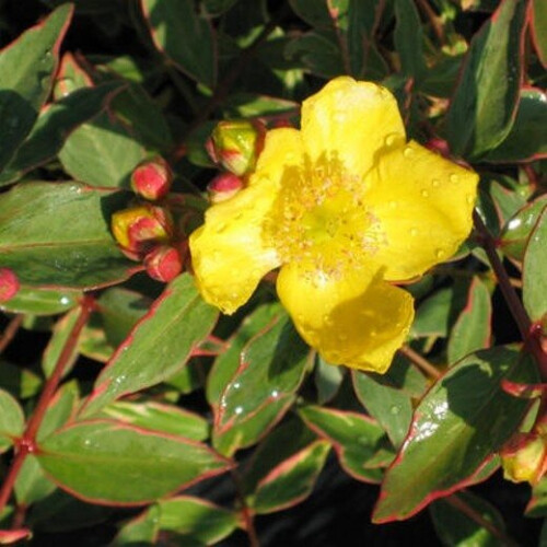 Hypericum TRICOLOR. Variagated Rose of Sharon. 1
