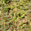 Hypericum TRICOLOR. Variagated Rose of Sharon. 3