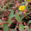 Hypericum TRICOLOR. Variagated Rose of Sharon. 4