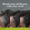Just For Men Just For Men Control GX Grijs verminderende shampoo voor grijs haar 147 ml 3