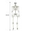 Living And Home (160cm) Full Size Poseable Human Prop Skeleton Party Haunted House Decorations Halloween 4