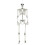 Living And Home (160cm) Full Size Poseable Human Prop Skeleton Party Haunted House Decorations Halloween 5