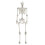 Living And Home (160cm) Full Size Poseable Human Prop Skeleton Party Haunted House Decorations Halloween 6