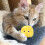 3-Pack Fluffy Plush Cat Ball Toys Interactive Chirping Balls Cat Training Toy 3