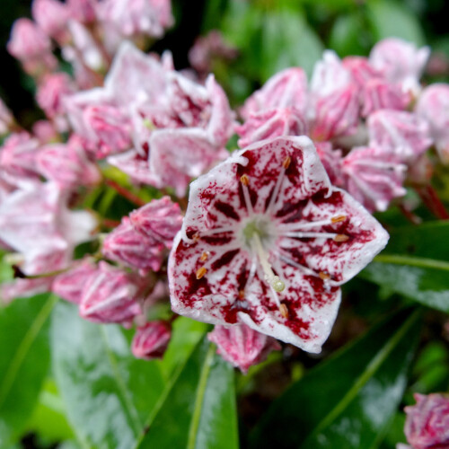 (Kalmia Ginkona) Fully Established Hardy/Evergreen Outdoor Flowering Potted Shrubs & Bushes