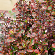 (Coprosma Tequila Sunrise) Fully Established Hardy/Evergreen Outdoor Flowering Potted Shrubs & Bushes