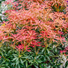 (Pieris Mountain Fire) Fully Established Hardy/Evergreen Outdoor Flowering Potted Shrubs & Bushes