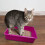 (Pink) Kitten Cat Litter Tray Pet Cage Base 36cm 2